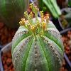 EuphorbiaObesa5.jpg
640 x 480 px
135.36 kB