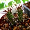 EuphorbiaPhillipsiae.jpg
800 x 600 px
196.51 kB
