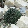 EuphorbiaPolygona.jpg
1024 x 768 px
185.45 kB