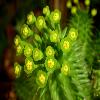 EuphorbiaSusannae3.jpg
1024 x 730 px
87.28 kB