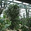 EuphorbiaTriangularis.jpg
720 x 960 px
455.38 kB