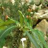 EuphorbiaViguieri4.jpg
1280 x 960 px
258.88 kB