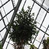 FicusClusiifolia.jpg
1024 x 768 px
181.73 kB