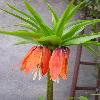 FritillariaImperialis2.jpg
615 x 820 px
70.37 kB