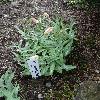 FritillariaPallidiflora3.jpg
681 x 908 px
423.53 kB