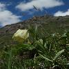 FritillariaPallidiflora.jpg
500 x 752 px
165.57 kB