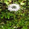GlobulariaCordifolia.jpg
600 x 900 px
197.13 kB