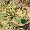 IvaXanthiifolia.jpg
600 x 903 px
445.3 kB