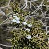 JuniperusCalifornica4.jpg
900 x 1200 px
563.54 kB