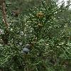 JuniperusChinensis6.jpg
720 x 960 px
269.12 kB