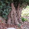 JuniperusCommunis4.jpg
576 x 768 px
166.59 kB