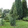 JuniperusCommunisSuecica.jpg
720 x 960 px
426.03 kB