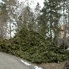 JuniperusMedia.jpg
800 x 532 px
293.74 kB