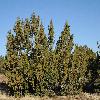JuniperusOsteosperma2.jpg
1200 x 797 px
573.8 kB