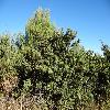 JuniperusOxycedrus.jpg
1024 x 768 px
289.95 kB