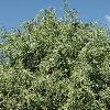 JuniperusPolycarposSeravschanica2.jpg
532 x 800 px
265.09 kB