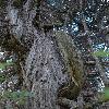 JuniperusPolycarposSeravschanica4.jpg
532 x 800 px
327.75 kB