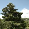 JuniperusPolycarposSeravschanica.jpg
532 x 800 px
256.78 kB