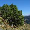 JuniperusPseudosabina2.jpg
450 x 600 px
182.75 kB