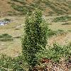 JuniperusPseudosabina.jpg
532 x 800 px
330.17 kB