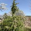 JuniperusRigidaPendula.jpg
638 x 850 px
169.52 kB