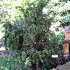 JuniperusRigida.jpg
576 x 768 px
170.67 kB