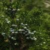 JuniperusSabina2.jpg
450 x 677 px
184.94 kB