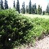 JuniperusSabinaMas.jpg
1024 x 768 px
292.15 kB