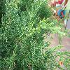 JuniperusSabinaTamariscifolia2.jpg
1211 x 909 px
569.38 kB