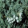 JuniperusSargentii.jpg
800 x 532 px
309.91 kB