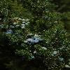 JuniperusSibirica2.jpg
450 x 677 px
183.73 kB