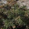 JuniperusSibirica.jpg
500 x 752 px
201.65 kB