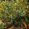 JuniperusSquamataBlueChip.jpg
1200 x 801 px
248.52 kB