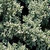 JuniperusSquamataBlueStar2.jpg
1120 x 840 px
305.12 kB