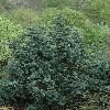 JuniperusSquamataMeyeri.jpg
798 x 1200 px
578.93 kB