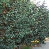 JuniperusSquamata.jpg
720 x 960 px
439.27 kB