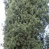 JuniperusVirginiana2.jpg
1024 x 768 px
299.3 kB