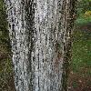 JuniperusVirginiana3.jpg
681 x 908 px
386.9 kB