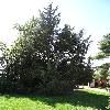 JuniperusVirginiana4.jpg
720 x 960 px
359.15 kB