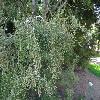 JuniperusVirginiana5.jpg
1024 x 768 px
297.98 kB