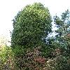 JuniperusVirginiana.jpg
681 x 908 px
406.71 kB