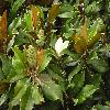 MagnoliaGrandiflora2.jpg
1024 x 768 px
171.73 kB