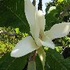 MagnoliaGrandiflora5.jpg
1110 x 833 px
134.29 kB