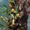 MaxillariaPorphyrostele2.jpg
720 x 960 px
336.87 kB
