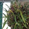 MaxillariaPorphyrostele.jpg
720 x 960 px
310.24 kB