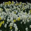NarcissusCarlton.jpg
1024 x 768 px
190.6 kB