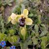 OphrysBombyliflora2.jpg
998 x 839 px
91.02 kB