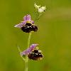 OphrysHoloserica2.jpg
411 x 675 px
153.78 kB