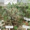 PelargoniumCortusifolium.jpg
1110 x 833 px
210.3 kB