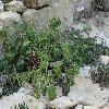 PelargoniumDasyphyllum.jpg
1024 x 768 px
222.53 kB